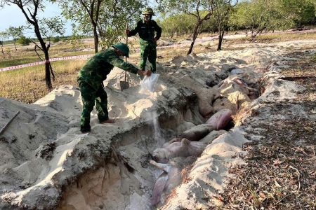 Quảng Trị: Dịch tả lợn Châu Phi lan rộng 46 xã phường, tiêu hủy gần 26 nghìn con