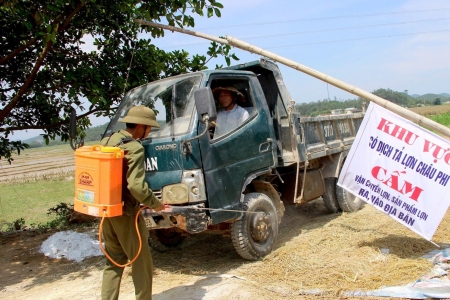Dịch tả lợn Châu Phi tái bùng phát mạnh ở Nghệ An: 660 tấn lợn bị tiêu hủy