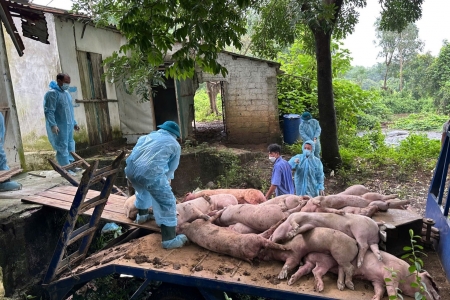 Hà Nội: Xuất hiện thêm ổ dịch tả lợn châu Phi tại xã Hòa Lạc
