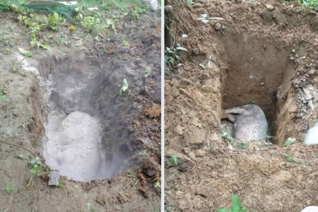 Cao Bằng tạm dừng toàn bộ hoạt động mua bán, vận chuyển lợn để chống dịch tả lợn Châu Phi