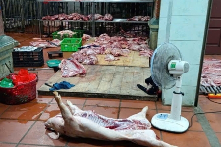 Phát hiện cơ sở giết mổ lợn nghi nhiễm dịch tả Châu Phi tại Hưng Yên