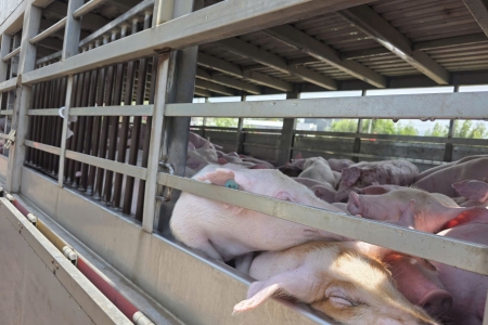 Phát hiện cơ sở giết mổ heo nhiễm dịch tả lợn Châu Phi