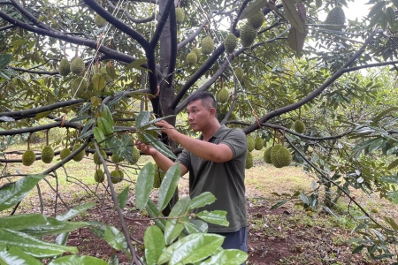 Lâm Đồng: Tăng cường quản lý chất lượng sầu riêng xuất khẩu