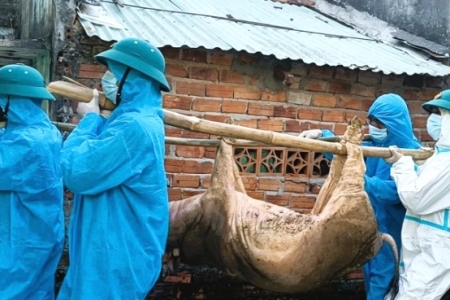 Đà Nẵng: Dịch tả lợn Châu Phi lây lan nhanh ra 52/93 xã, phường