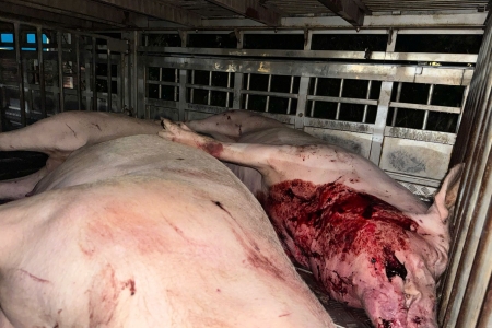 Lạng Sơn: Xử lý một vụ giết mổ, vận chuyển thịt lợn không rõ nguồn gốc