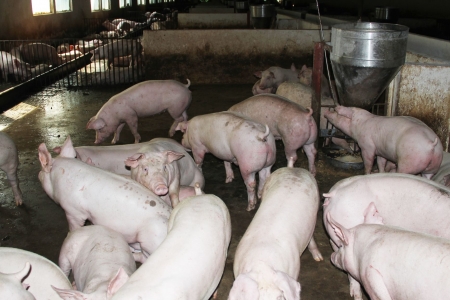 Bắc Ninh phân bổ hơn 4 nghìn lít hóa chất để phòng, chống dịch tả lợn châu Phi