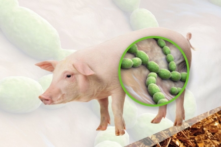 Bộ Y tế yêu cầu tăng cường giám sát trước số ca mắc liên cầu lợn gia tăng