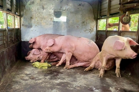 Bắt xe tải chở lợn nghi mắc dịch tả Châu Phi tại Lâm Đồng