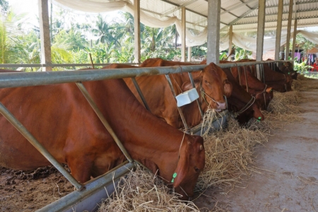 Tây Ninh phát triển chăn nuôi quy mô lớn và ứng dụng công nghệ cao