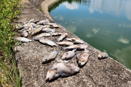 Hà Tĩnh: Cá chết nổi trắng hồ điều hòa công viên trung tâm