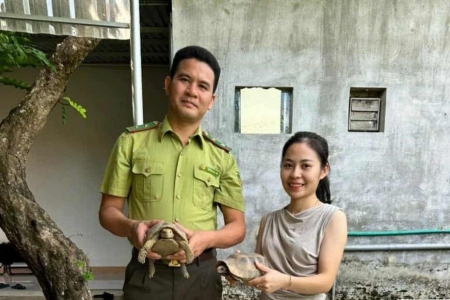 Hà Tĩnh: Người dân giao nộp 2 cá thể rùa vàng quý hiếm