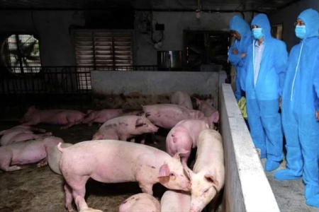 Dịch tả lợn châu Phi tại Hà Nội vẫn phức tạp, gần 15.000 con lợn bị tiêu hủy