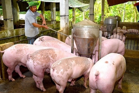 Giá heo hơi hôm nay 14/8: Cả ba miền cùng giảm