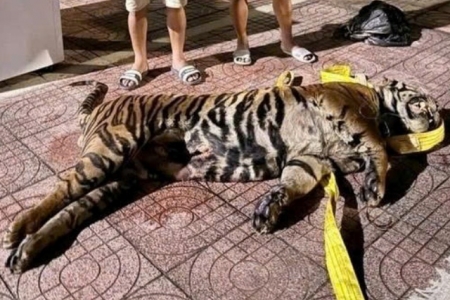 Hà Tĩnh triệt phá vụ vận chuyển trái phép xác hổ đông lạnh từ Lào về Việt Nam