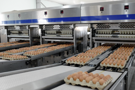 Lợi nhuận Gia cầm Hòa Phát tăng 135% nhờ thị trường trứng khởi sắc