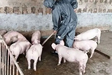 Kiện toàn lực lượng thú y ở cơ sở, phòng chống dịch tả lợn Châu Phi hiệu quả