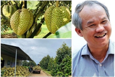 HAGL và tham vọng tỷ USD từ sầu riêng: Lợi thế chiến lược, rủi ro thị trường Trung Quốc