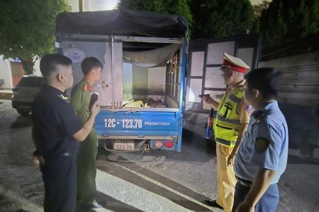 Cao Bằng tạm giữ nhiều xe chở lợn không rõ nguồn gốc, tiềm ẩn nguy cơ dịch bệnh