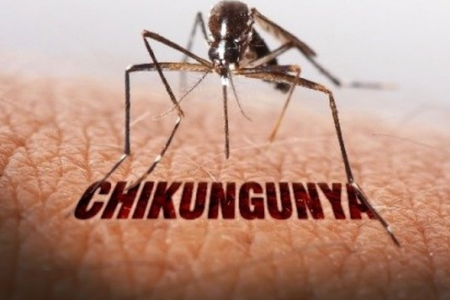 TP. HCM công bố kế hoạch phòng bệnh Chikungunya