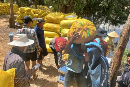 Nông dân Tây Ninh thu hoạch gần 60% diện tích lúa Hè Thu 2025