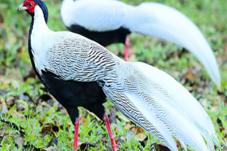 Đắk Lắk: Ghi nhận 17 điểm có gà lôi trắng tại Vườn Quốc gia Chư Yang Sin