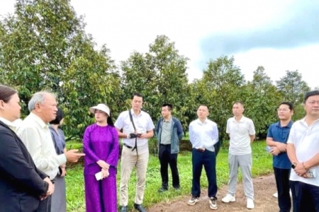 Gia Lai: Đoàn doanh nghiệp Trung Quốc khảo sát một số vùng nguyên liệu nông sản