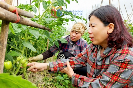 Quảng Ninh kiểm soát ô nhiễm môi trường trong sản xuất nông nghiệp