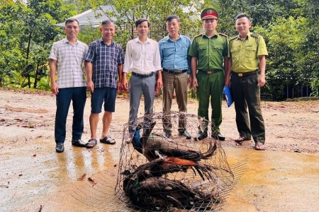 Vườn Quốc gia Vũ Quang tiếp nhận 4 cá thể động vật hoang dã quý hiếm do người dân bàn giao