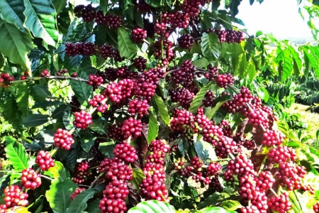 Giá cà phê hôm nay 20/8: Giữ giá so với hôm qua