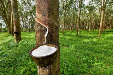 Giá cao su ngày 20/8: Tiếp tục biến động trái chiều trên các sàn giao dịch Châu Á