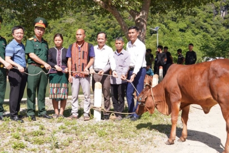 Trao tặng 40 con bò giống sinh sản cho người dân ở Quảng Trị