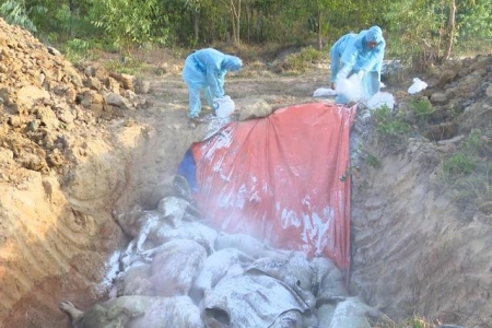 Quảng Trị: Hơn 54.000 con lợn buộc phải tiêu hủy vì dịch tả lợn Châu Phi