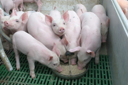 Giá heo hơi hôm nay 22/8: Nới dài đà giảm