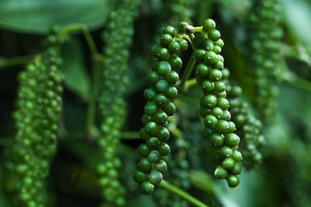 Giá tiêu hôm nay 22/8: Tăng 1,000 đồng/kg