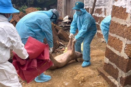 Dịch tả lợn châu Phi bùng phát, Quảng Ngãi buộc tiêu hủy gần 3.000 con chỉ trong 3 ngày