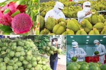 Bức tranh xuất khẩu rau quả 8 tháng đầu năm: Điểm sáng Mỹ và kỳ vọng bứt phá cuối năm