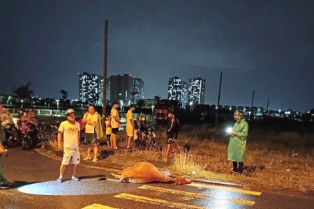 Đà Nẵng: Tông vào bò thả rông, bò chết tại chỗ, nam thanh niên gãy chân đưa đi cấp cứu