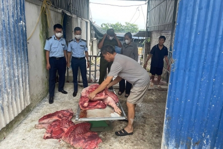 Chống dịch tả lợn châu Phi: Lực lượng Quản lý thị trường Thái Nguyên tăng cường kiểm soát