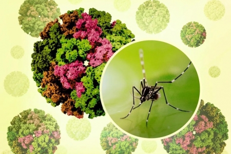 Việt Nam chưa ghi nhận ca mắc Chikungunya