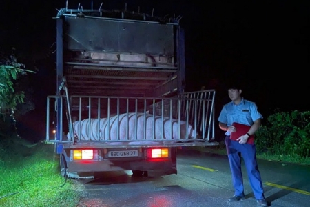 Vận chuyển lợn qua vùng dịch tại Cao Bằng: Lái xe bị phạt 5,5 triệu đồng dù kết quả xét nghiệm âm tính