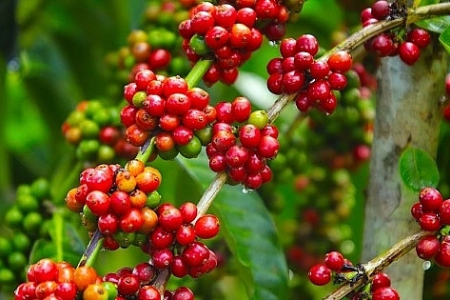 Giá cà phê hôm nay 26/8: Điều chỉnh giảm