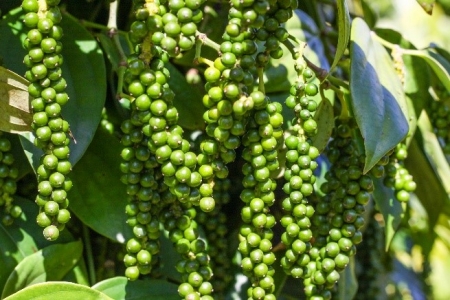 Giá tiêu hôm nay 26/8: Tăng 2,000 đồng/kg