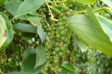 Giá tiêu hôm nay 27/8: Cao nhất 148,000 đồng/kg