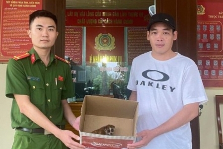 Một cá thể cu li nhỏ được thả về rừng sau khi đi lạc vào nhà dân ở Nghệ An