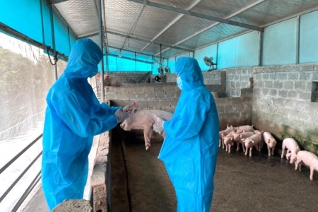 Ninh Bình tiếp tục tăng cường biện pháp phòng, chống bệnh Dịch tả lợn Châu Phi