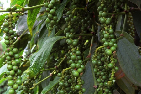 Giá tiêu hôm nay 28/8: Cao nhất 150,000 đồng/kg