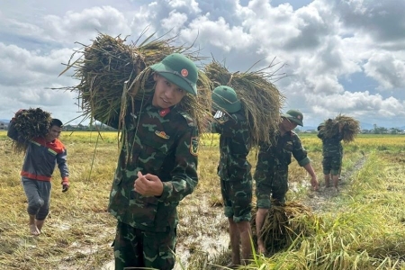 Hà Tĩnh: Bộ đội giúp dân thu hoạch lúa sau bão số 5