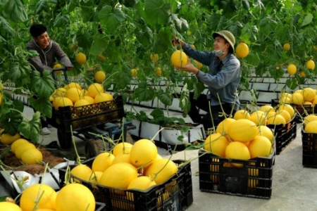 Năm 2026, Thanh Hóa phấn đấu thành lập mới 25 hợp tác xã