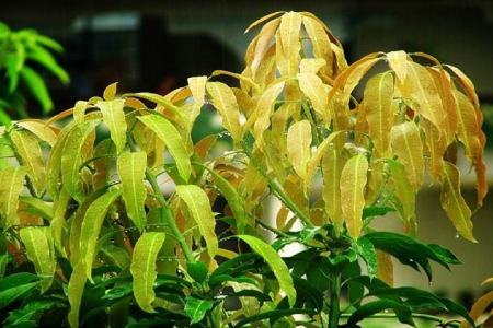 Lá xoài với 6 công dụng bất ngờ cho sức khỏe