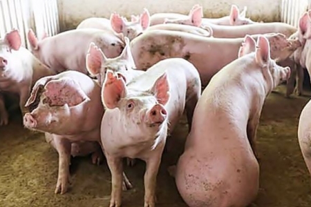 Giá heo hơi hôm nay 4/9: Tăng nhẹ tại miền Bắc